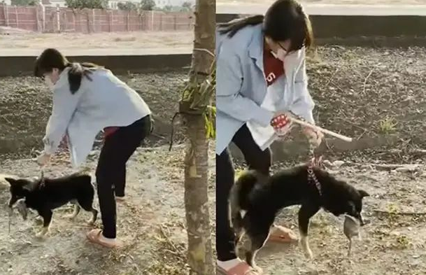 柴犬拣死老鼠回家加菜,女主人超崩溃,吓得不停摇晃拍打狗狗!