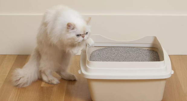 猫比狗更好养的七大理由,狗狗却不行!