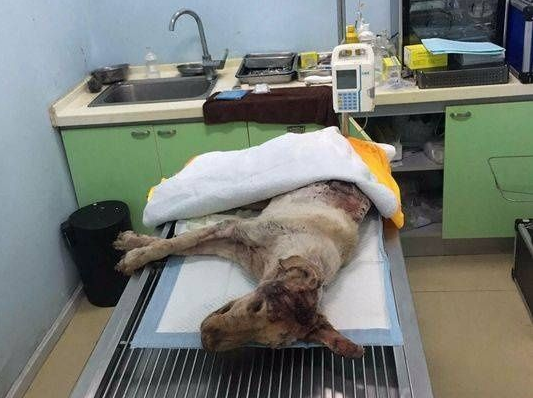 成都一金毛犬遭划70余刀死亡 郫都警方已介入调查