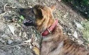 中国最为凶猛的犬种,藏獒在它面前不够看,曾是中国第一犬