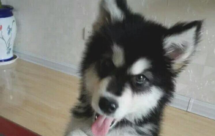 二哈摇身一变化身为军犬,狗生做到巅峰之战