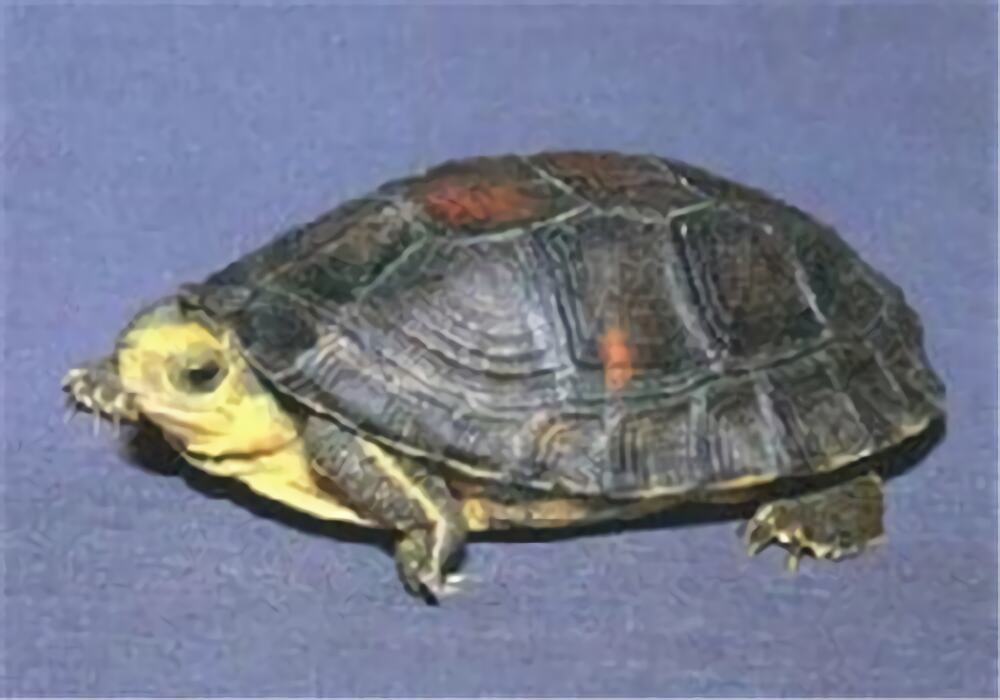 金头闭壳龟身份信息