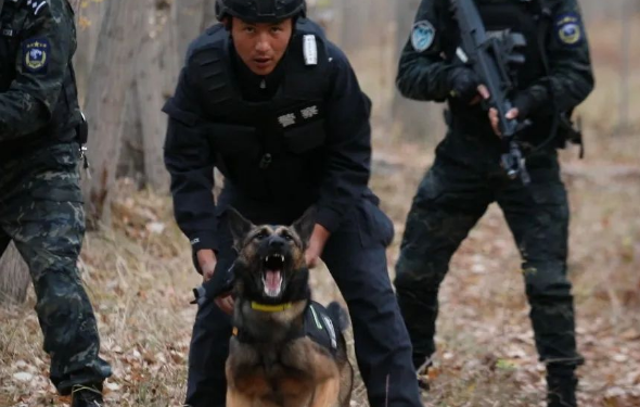 又飒又勇!野外拉练促实战 警犬特警练兵忙