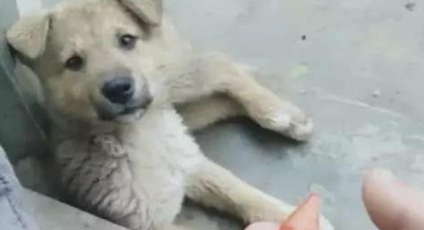 小土狗吃烤鸡翅,这么好的货,两口就啃个精光!