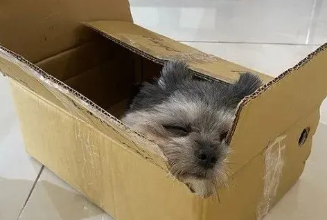 猫咪养大的博美犬,竟然沦落为“工具狗”!