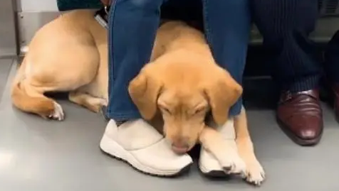导盲犬带主人乘地铁,狗狗趴下的样子让人称赞