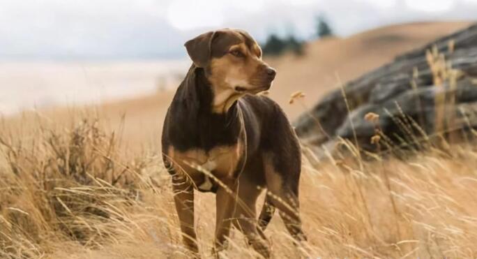 国外一只宠物狗,不慎走丢后流浪1300公里,花了5年时间找到主人