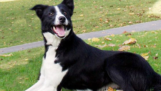 英国8.4万元狗成世界最贵牧羊犬