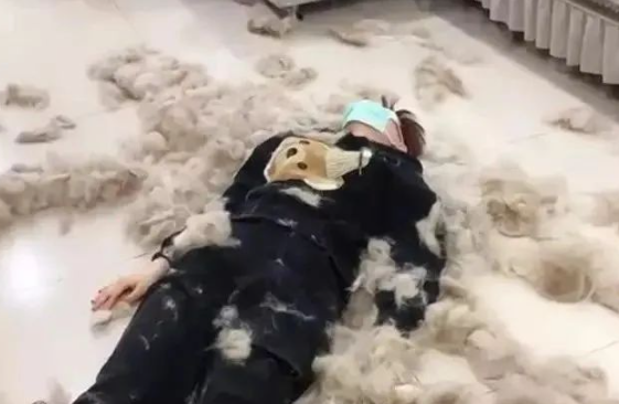 吉林一女子给4只狗狗梳毛,现场像极了剪羊毛,网友:在家弹棉花