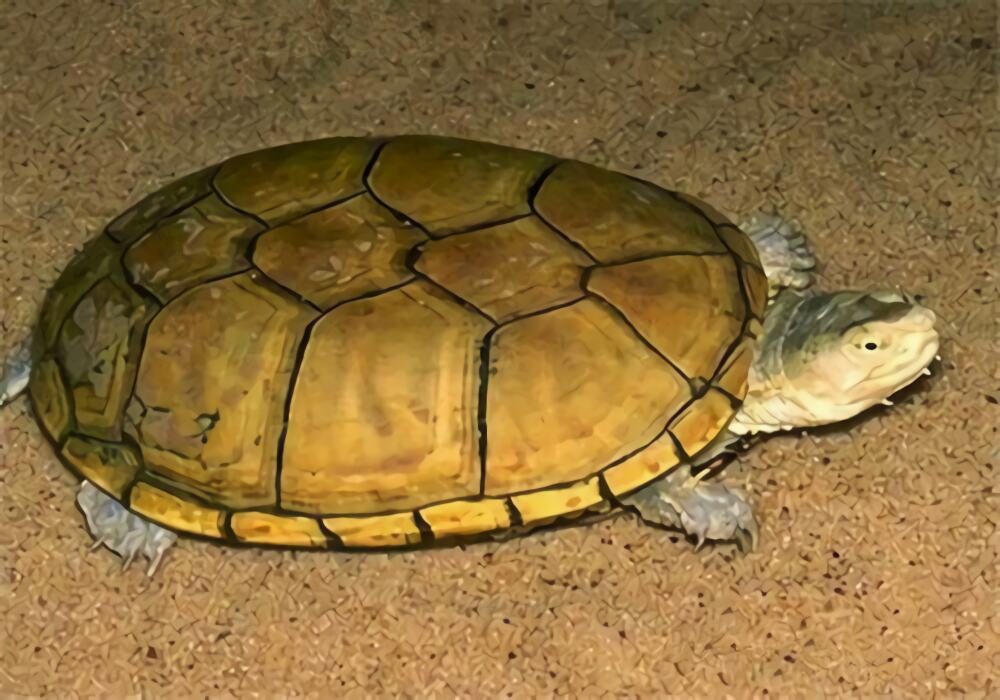 黄泥龟身份信息