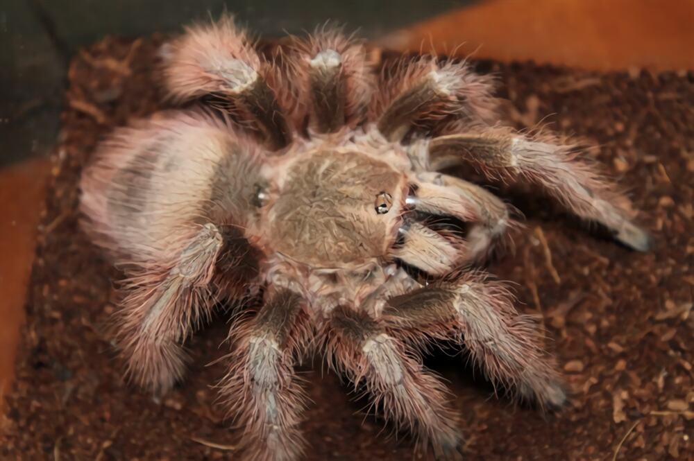 巴西巨人金毛身份信息