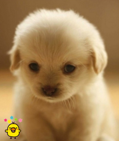 小奶狗晚上睡觉竟怀着这东西，猫奴笑说话，与生俱来的“守财奴”啊！