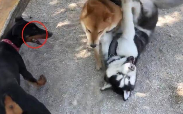 哈士奇住宅小区很是猖狂,直至道上遇到“高加索犬”,接下去一幕脸丢变大