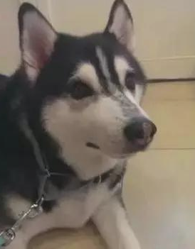 将14岁家狗骨灰烧制硫璃，她见圆珠上浑然一体的黑与白狗脸，红了眼圈…