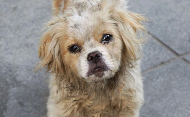 富平流浪狗频繁咬人 特警击毙疯狗30余条