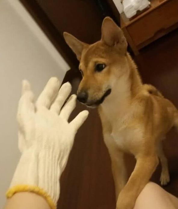 狗狗也会撒娇:麻麻,就这样不要松开好吗