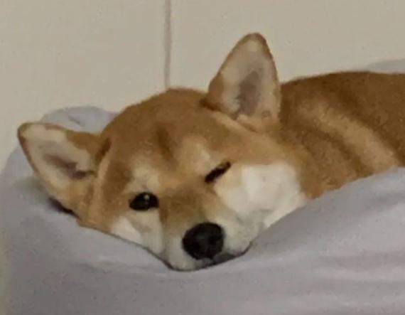 给你三个养柴犬的理由!别犹豫了,真香!