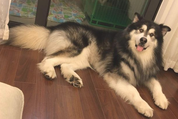 阿拉斯加犬赖上快递小哥，日夜兼程等投喂，铲屎官：究竟到底是谁主人家？