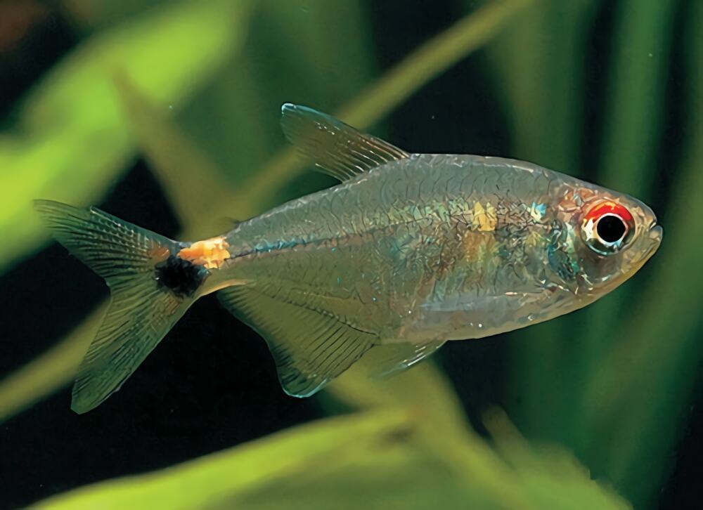 头尾灯鱼身份信息