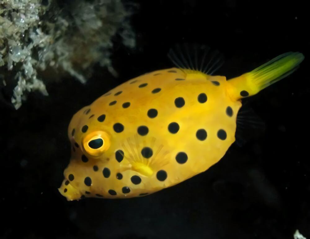 木瓜鱼身份信息