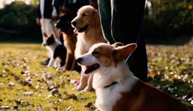 职业训犬师张振花了两个月,改变了一条狗的命运
