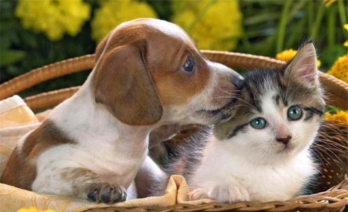 5条流浪狗围堵1只流浪猫 结果喵星人的闪电拳打懵狗狗