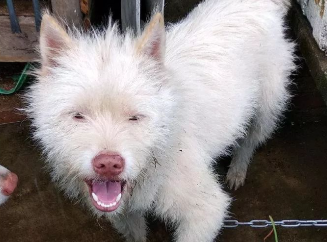 下司犬夹断半截后腿后,被主人嫌弃,狗肉价卖给了贩子