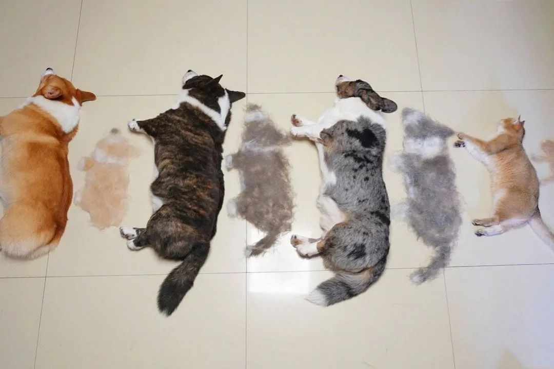 三只狗加一只猫有多能掉毛?网友晒的掉毛照超有趣