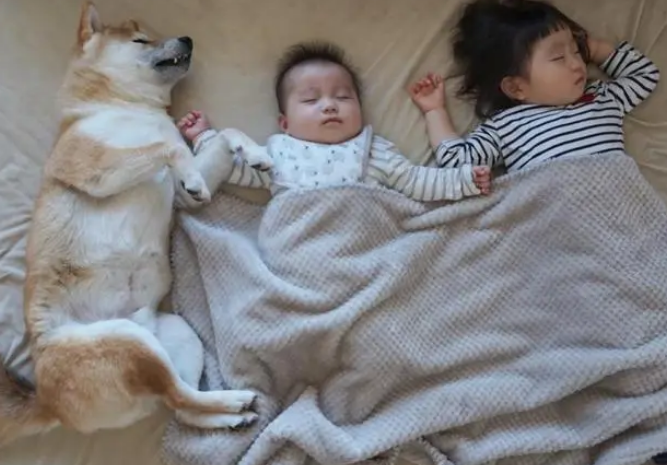 超萌，日本一只柴犬喜欢陪两个小主人睡觉，各种睡姿太温馨了