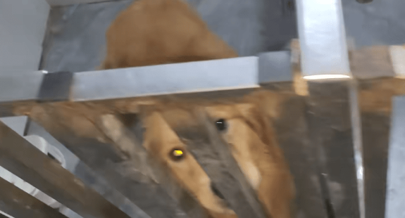 主人拿不出500块钱,身处宠物店的阿拉斯加犬活得还不如一条流浪狗