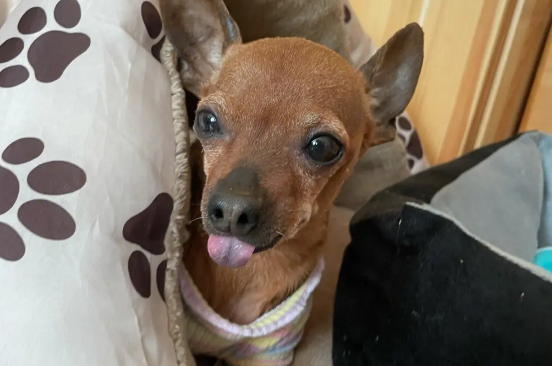 小狗横过马路被车撞 两主人痛失爱犬伤心欲绝