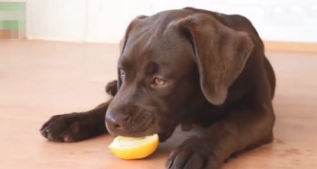 狗狗表情十分古怪，应对笑容还咬牙切齿，一看地面上的青柠檬秒搞清楚