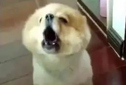 主人一说“馒头”,狗狗立即喊“嗷”,太逗了!