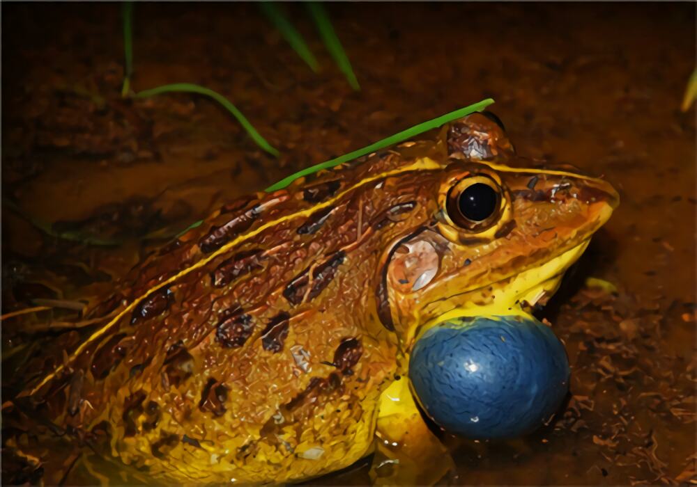 虎纹蛙身份信息