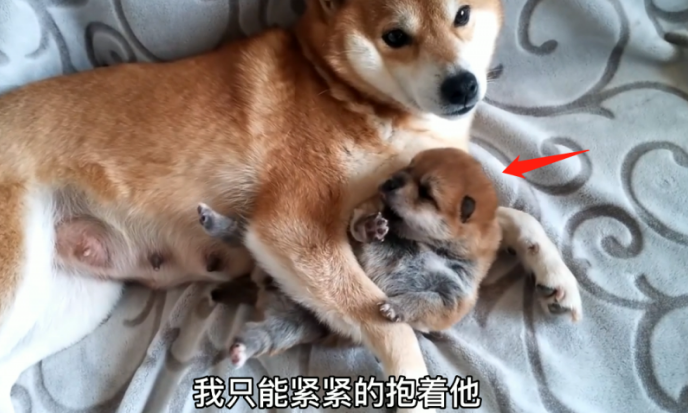 柴犬牢牢地抱着小奶狗,还不许主人去碰,狗:千万别送它走了