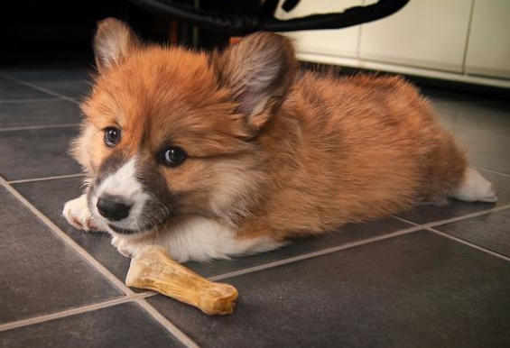 狗狗喜欢规律生活！主人却突然强迫它6点散步