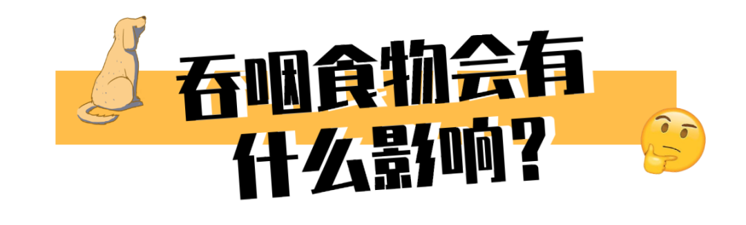 狗子吃东西狼吞虎咽?小心酿成大祸!