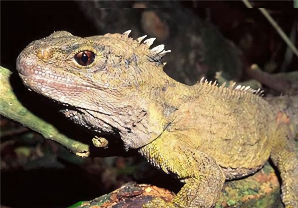 刺背鳄蜥身份信息