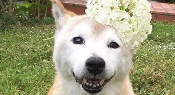 16岁柴犬即将去世,猫咪时刻陪伴它,做出的反应令人泪如泉涌