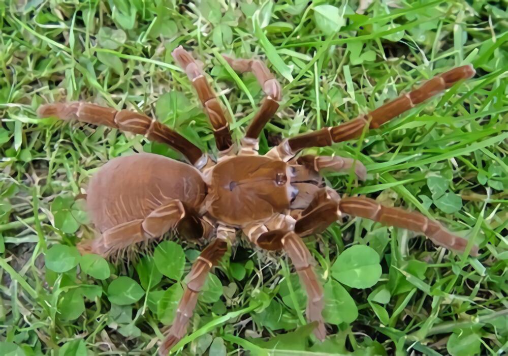 铁锈红巴布身份信息