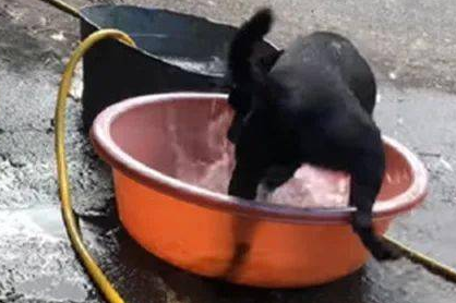 狗子自小喜爱坐水槽玩乐,結果第一次碰到下雨吓住脚软哆嗦:救我!