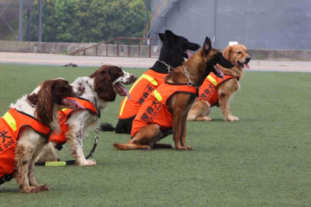 搜救犬很通人性 | 无声的战友,却是最勇敢的战士——搜救犬