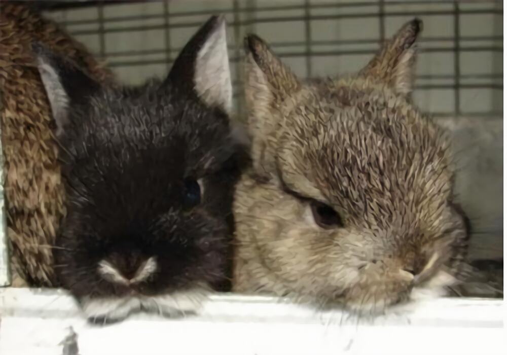 磨光兔身份信息