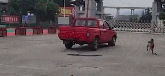 训犬员退役后，狗狗扒着车门不愿让他离开