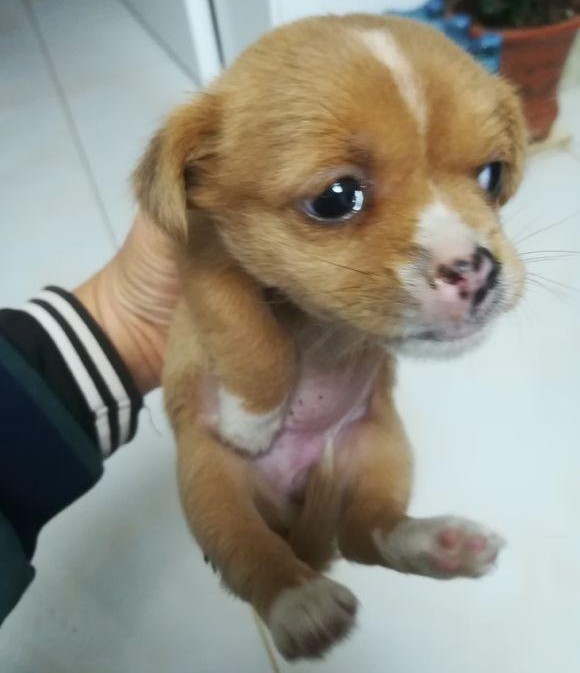 小土狗去店内供暖却被强制丢出门口,女生路过外伸援助之手,打动