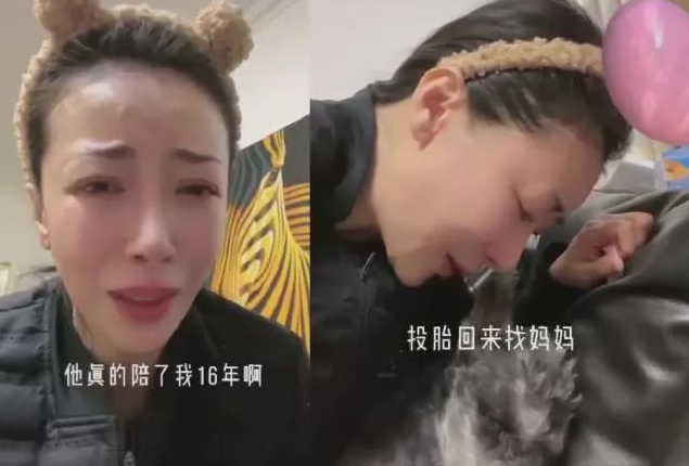 陈紫函爱犬离世崩溃大哭,将狗狗当孩子宠