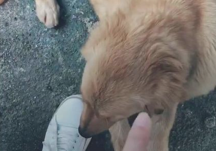 一窝狗狗5黑1黄,狗妈妈承认:生到最终一只,沒有黑墨水了
