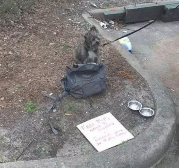 一只宠物犬出外讨饭,弄的和流浪犬一样,她是被遗弃了嘛