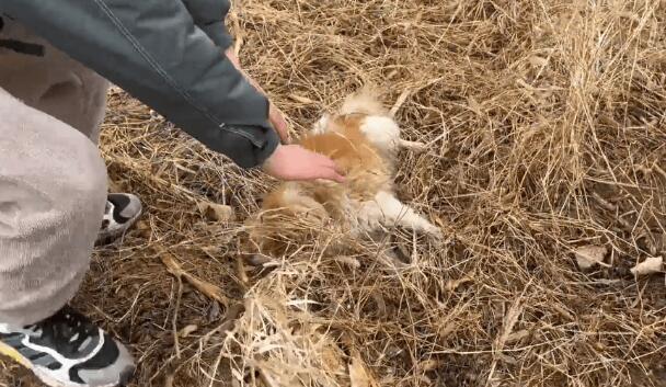 疑似遇到盗狗贼的漂亮博美,因为中毒,狗狗四肢僵硬地躺在荒地上