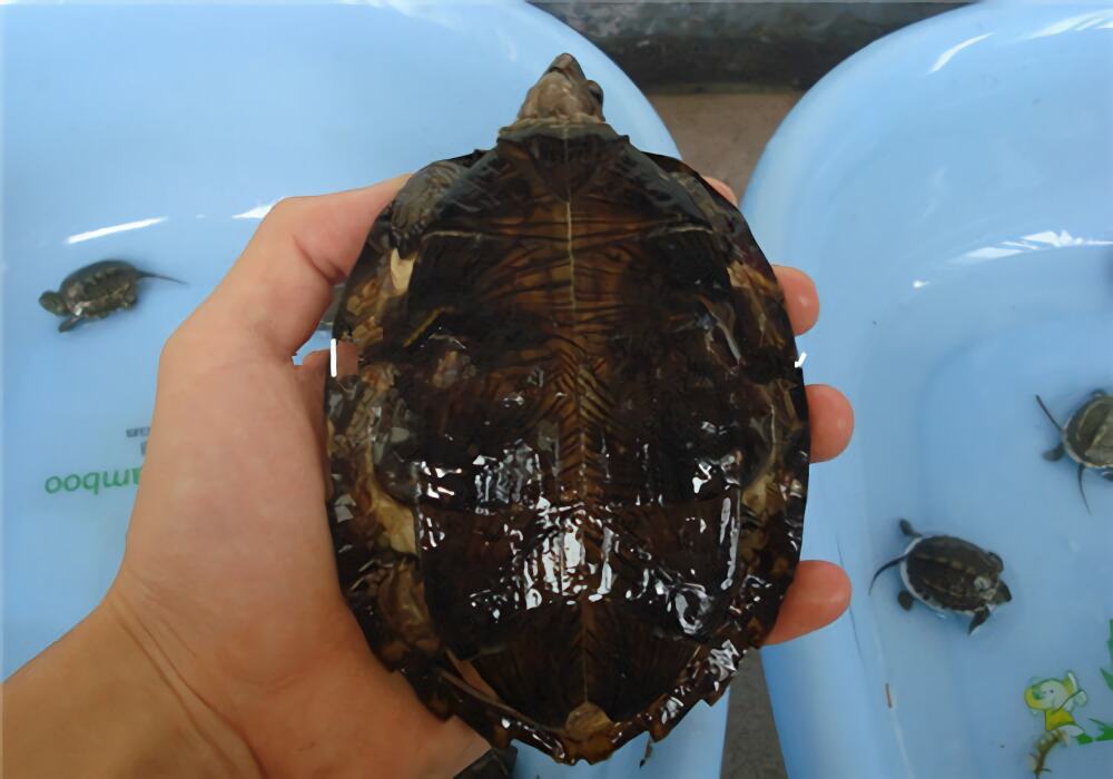 齿缘摄龟身份信息